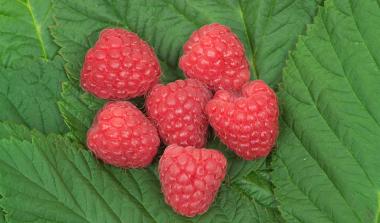 Glen Doll Raspberry