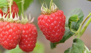Glen Fyne raspberry