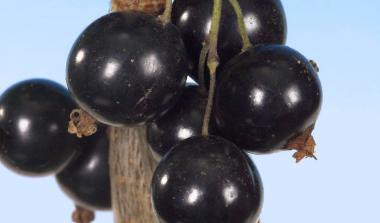 Ben Starav Blackcurrant
