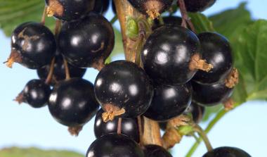 Ben Klibreck Blackcurrant