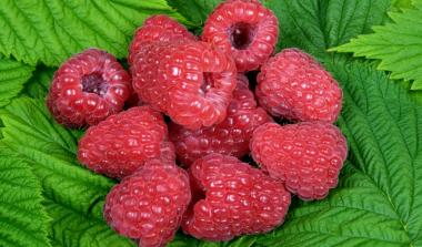 glen dee raspberry