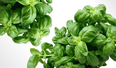 Basil Herb