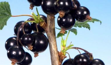 Ben Dorain Blackcurrant