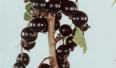 Ben lawers blackcurrant