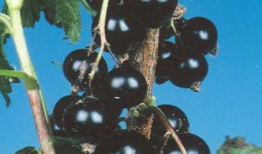 Ben Hope blackcurrant