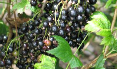 Ben Vane Blackcurrant