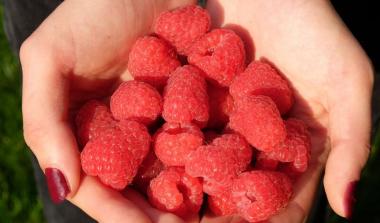 Glen Dee Floricane Raspberry 