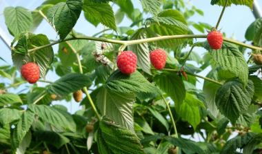 Glen dee floricane raspberry