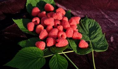 Glen dee floricane raspberry