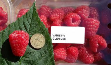 Glen dee floricane raspberry