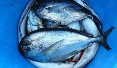 Fish in bucket