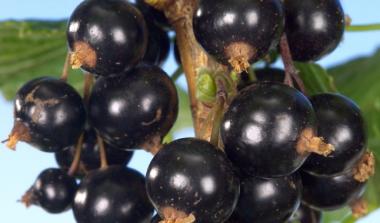 Ben Gairn Blackcurrant