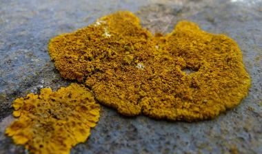 Lichen Moss