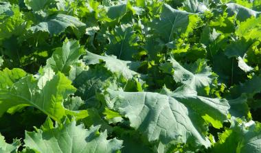 Forage Rape - Interval
