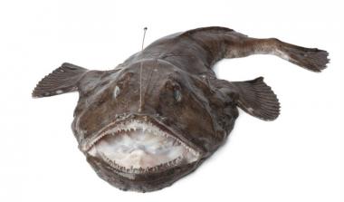 Monkfish