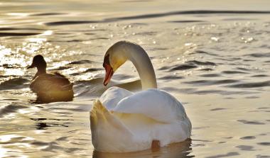 Swans
