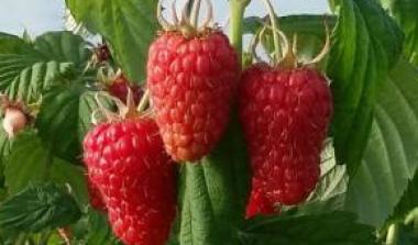 Floricane Raspberry RBC16F6