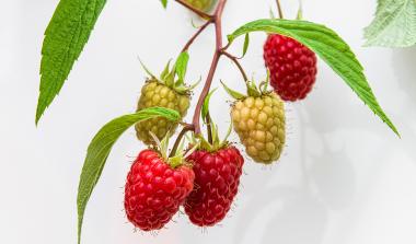 Glen Mor Raspberry