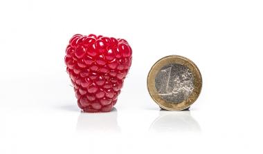 Lewis primocane raspberry
