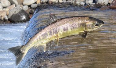 Aquaculture JHL