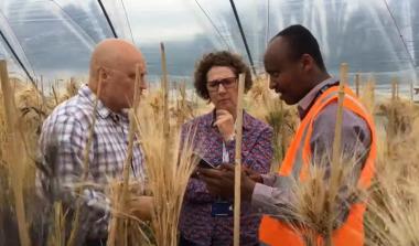Creating Better Barley For Ethiopia
