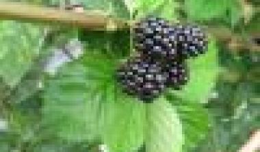 Loch Tay Blackberry