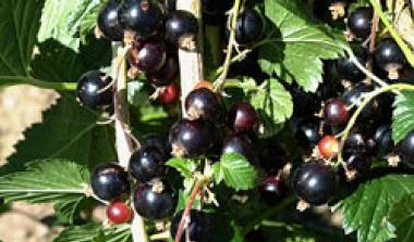 Hutton limited - Crop science services 