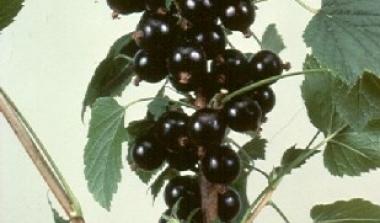 Hutton limited blackcurrant  breeding 