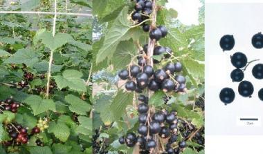 hutton limited blackcurrant variety 