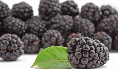 Hutton limited Blackberry Breeding 