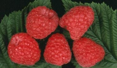 Hutton limited - Crop science services 