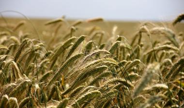 Crop Trials