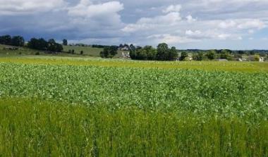 SEAMS intercropping project
