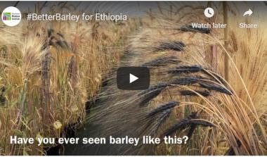 Ethiopian Barley Research Project