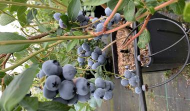 Blueberry breeding 